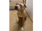 Adopt Pookie a Pit Bull Terrier