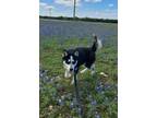 Adopt milkshake a Husky, Mixed Breed