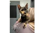 Adopt Brooklyn a Tortoiseshell, Domestic Short Hair