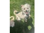 Adopt Bella a Terrier