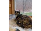 Adopt Mama Bear a Tortoiseshell