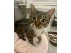 Adopt Prixie a Tabby