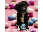 Adopt Eagle a Husky, Akita