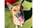 Adopt Lux a Cattle Dog