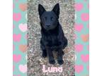 Adopt Vineyard lab pup 7/Luna a Labrador Retriever, Shepherd