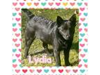 Adopt Vineyard lab pup 5/Lydia a Labrador Retriever, Shepherd