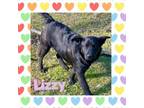 Adopt Lizzy-Vineyard a Labrador Retriever, Shepherd