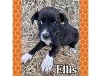 Adopt Ellis a Rhodesian Ridgeback, Retriever