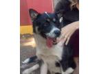 Adopt Mia a Border Collie