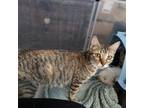 Adopt Nikita a American Shorthair