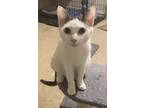 Adopt Garbo a Domestic Short Hair