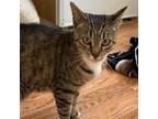 Adopt Pippi a Domestic Short Hair