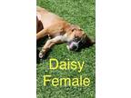 Adopt Daisy a Boxer