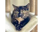 Adopt Fantastic Sam a Domestic Short Hair