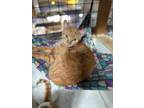 Adopt Ginger and Pumpkin a Tabby