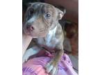 Adopt Gucci a Pit Bull Terrier
