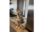 Adopt Shelly a German Shepherd Dog