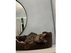 Adopt Mirage a Domestic Medium Hair