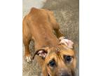 Adopt Dior a Pit Bull Terrier, Mixed Breed