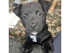 Adopt Leah a Black Labrador Retriever, Collie