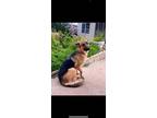 Adopt Gemma a German Shepherd Dog