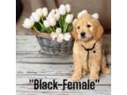 Goldendoodle Puppy for sale in Monmouth, ME, USA