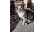 Adopt May a Domestic Short Hair