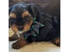 Yorkshire Terrier Puppy for sale in Vanceburg, KY, USA