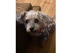 Adopt Fifi a Poodle