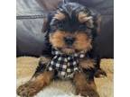 Yorkshire Terrier Puppy for sale in Vanceburg, KY, USA
