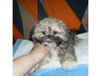 Shih Tzu Puppy for sale in Woodfin, NC, USA