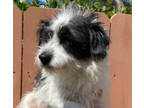 Adopt Chrissy a Havanese, Jack Russell Terrier