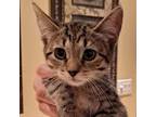 Adopt N-Melody a Domestic Short Hair