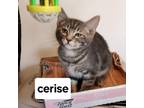 Adopt F-Cerise a Domestic Short Hair