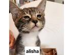 Adopt F-Alisha a Domestic Short Hair