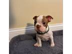 Boston Terrier Puppy for sale in North Augusta, SC, USA
