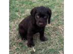 Boykin Spaniel Puppy for sale in Waycross, GA, USA