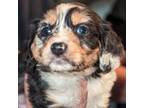 Mutt Puppy for sale in Arkport, NY, USA