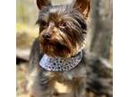 Yorkshire Terrier Puppy for sale in Staunton, VA, USA