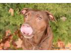 Adopt SATHIRA a Chocolate Labrador Retriever