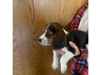 Beagle Puppy for sale in South Range, WI, USA