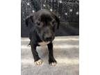 Adopt Kylee a Dachshund, Labrador Retriever