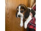 Beagle Puppy for sale in South Range, WI, USA