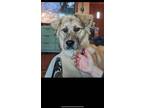 Adopt Princess Shinzi a Anatolian Shepherd, Great Pyrenees