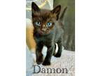 Adopt The Vampire Diaries Litter a Siamese