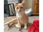 Adopt Phoenix a Domestic Short Hair