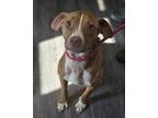 Adopt Lady a Pit Bull Terrier, Mixed Breed