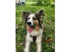 Adopt 0525 Annie Blue a Australian Shepherd, Corgi