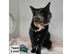 Adopt Tipper a Domestic Short Hair