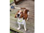 Adopt Birdie a Basset Hound